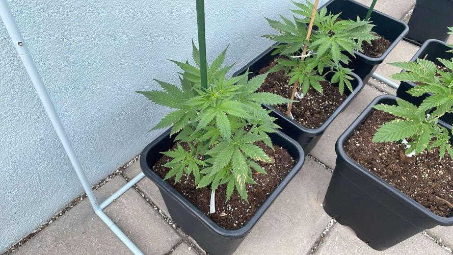 Candy Apples Auto - Outdoor 26. Week 5