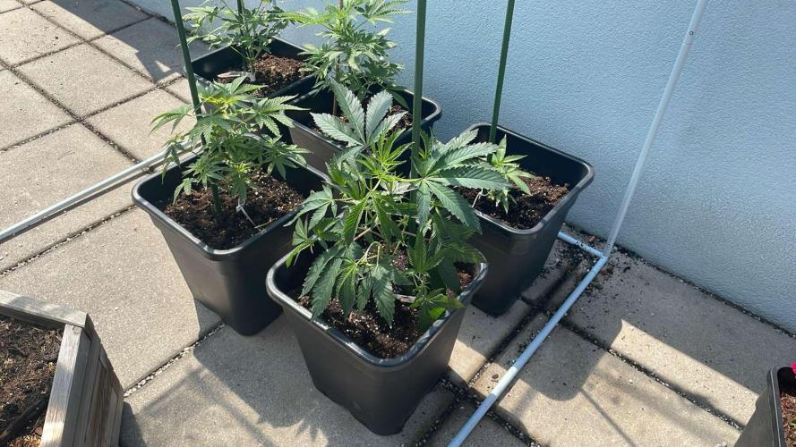 Growmix. Week 4