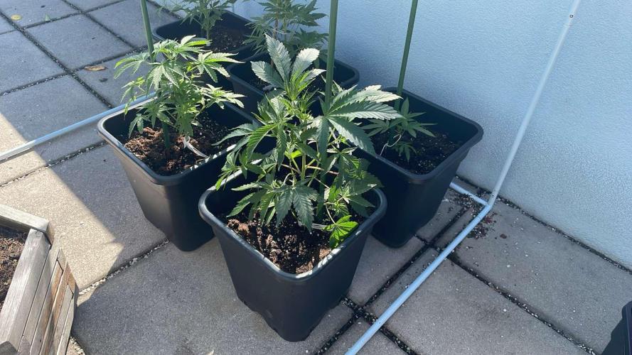 Growmix. Week 4