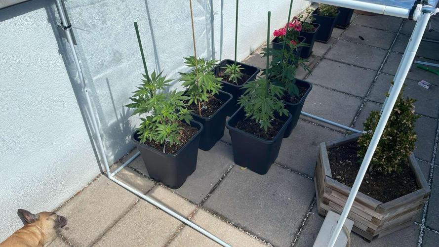 Cereal Milk - Outdoor 26. Week 4