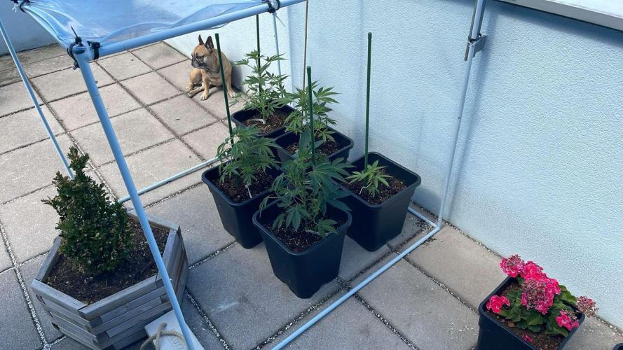 Cereal Milk - Outdoor 26. Week 4