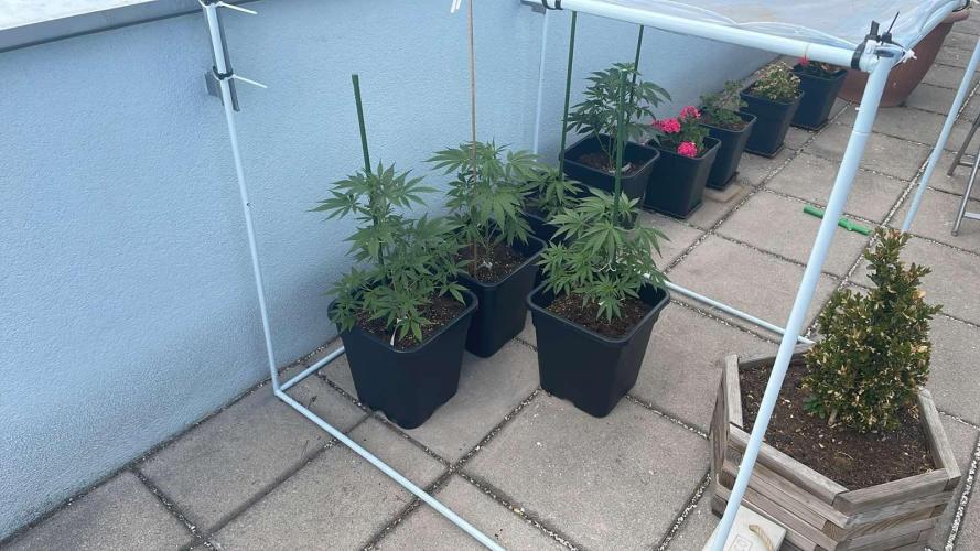Candy Apples Auto. Week 6