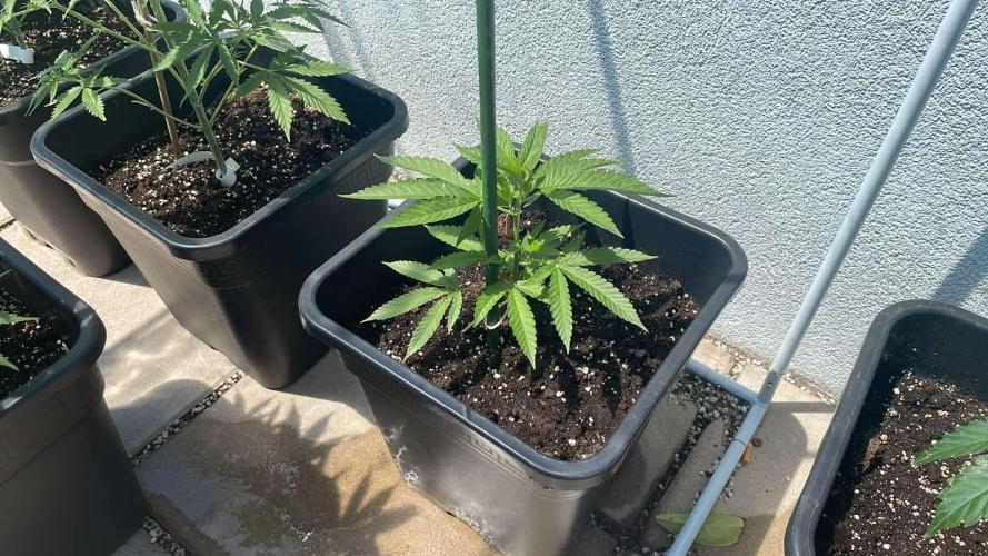 Zoap. Week 4