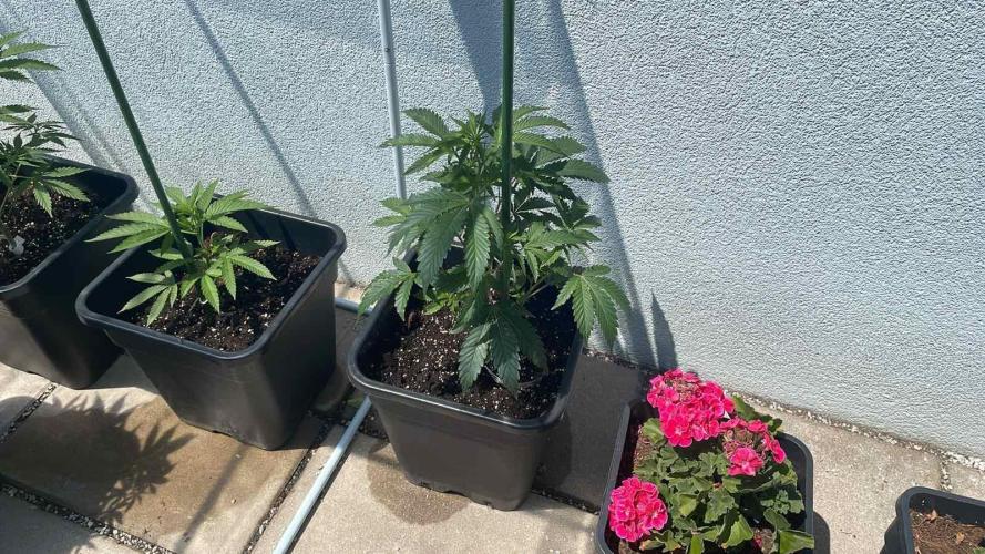 Growmix. Week 5