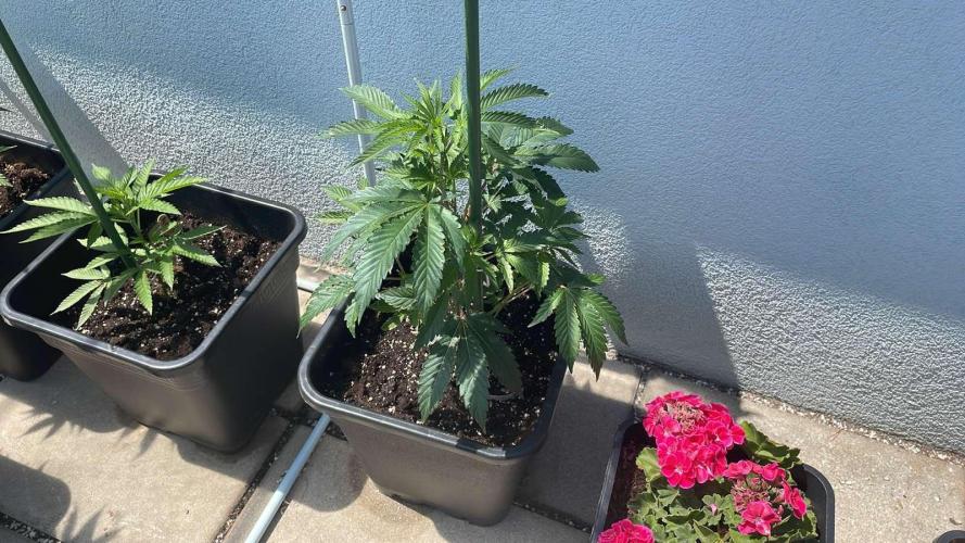 Growmix. Week 5