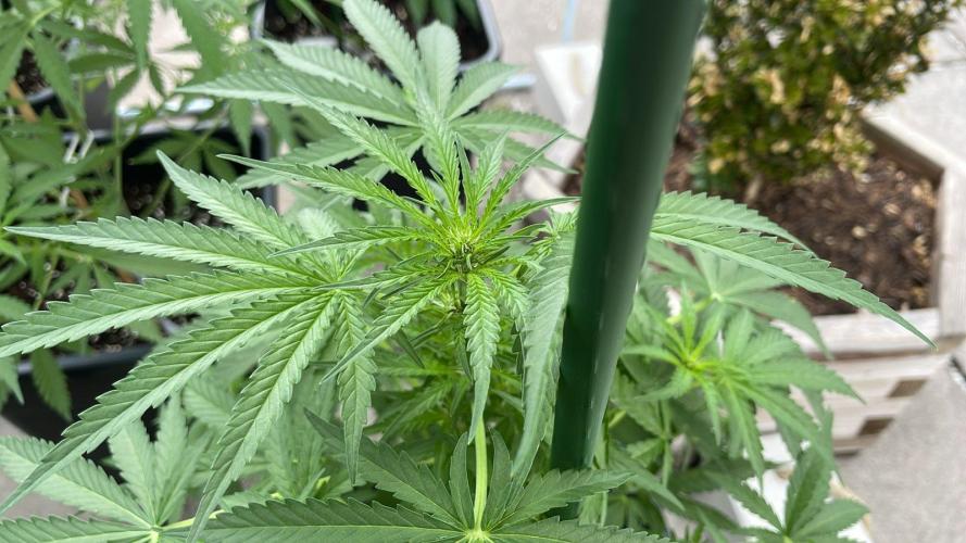 Super Boof XL Auto. Week 7