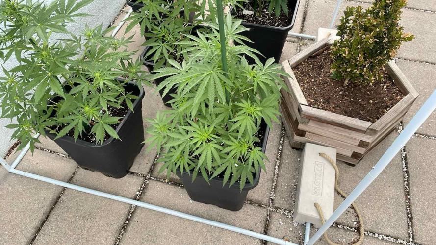 Super Boof XL Auto - Outdoor 26. Week 7
