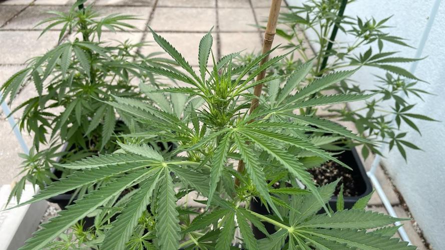 Permanent Marker XL Auto #2 - Outdoor 26. Week 7