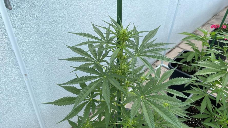 Candy Apples Auto - Outdoor 26. Week 7