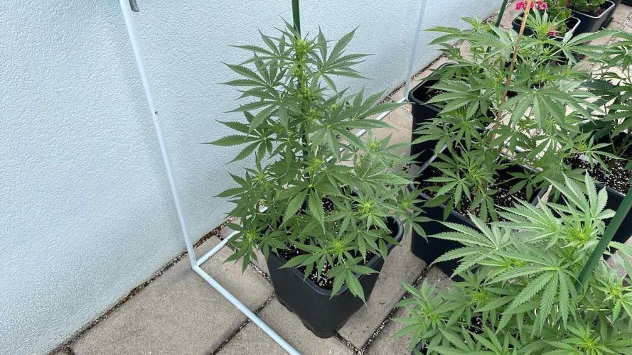 Candy Apples Auto - Outdoor 26. Week 7