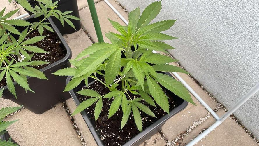 Zoap - Outdoor 26. Week 5