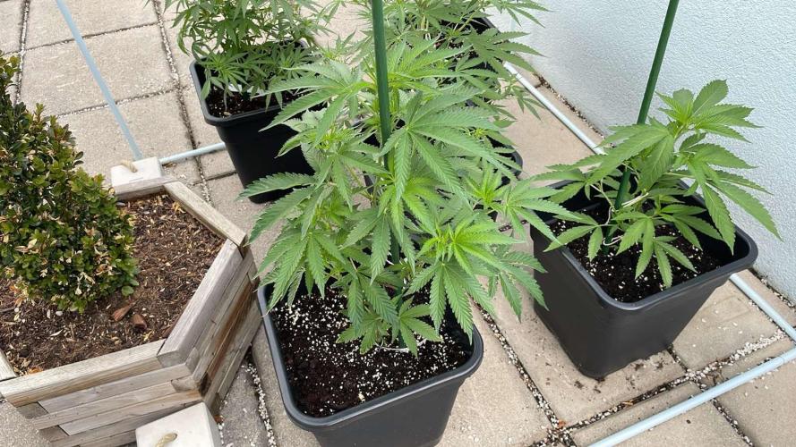 Cereal Milk - Outdoor 26. Week 6