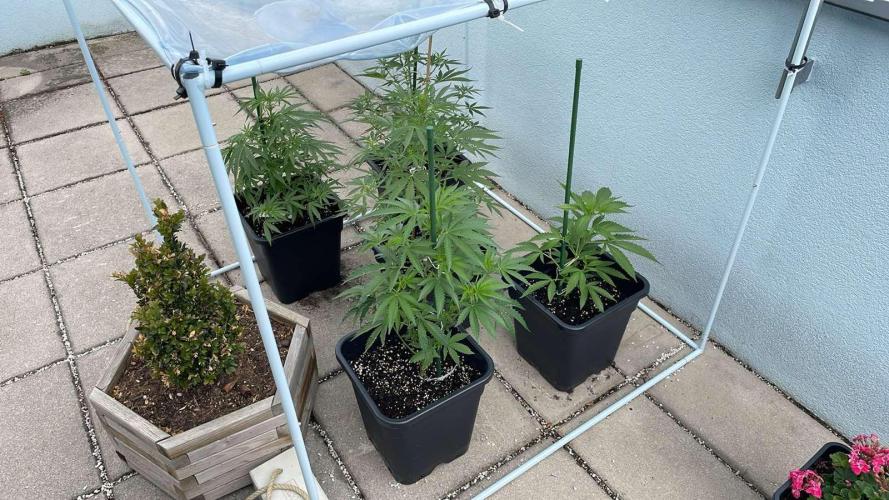 Growmix. Week 6