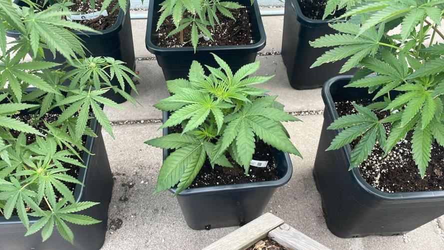 Blue Zushi - Outdoor 26. Week 4
