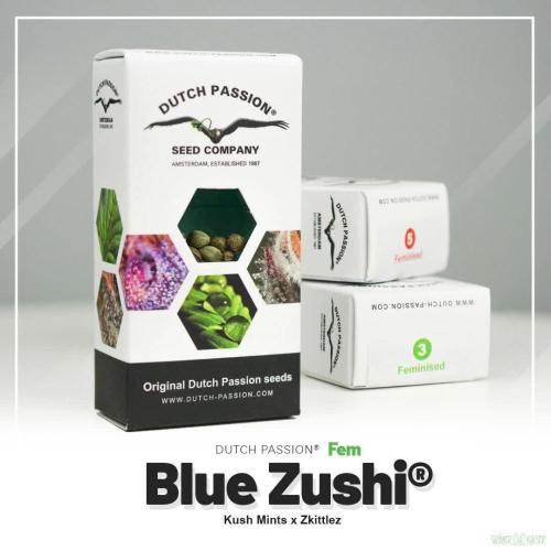 Blue Zushi - Outdoor 26