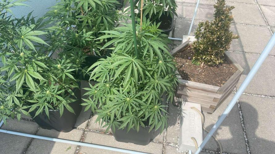 Super Boof XL Auto - Outdoor 26. Week 8
