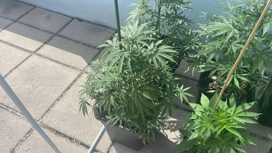 Super Boof XL Auto - Outdoor 26. Week 8