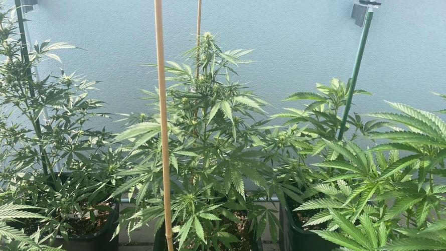 Permanent Marker XL Auto #2 - Outdoor 26. Week 8