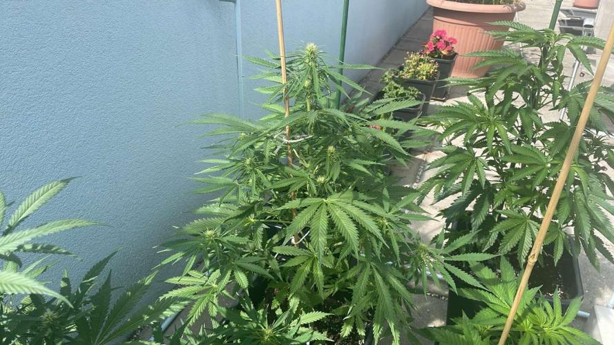 Permanent Marker XL Auto #2 - Outdoor 26. Week 8