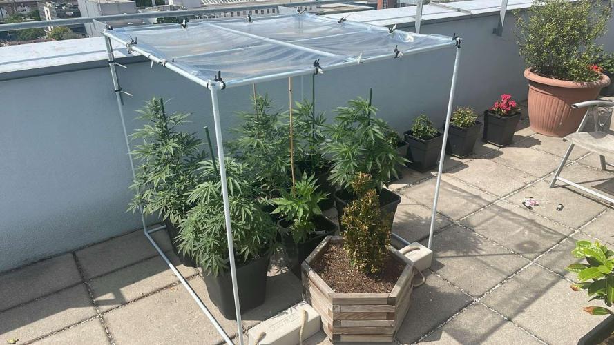 Candy Apples Auto - Outdoor 26. Week 8