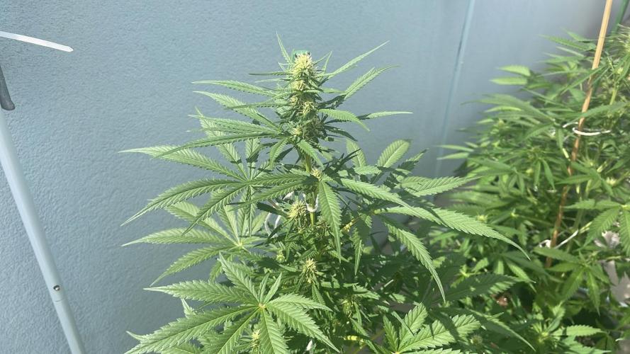 Candy Apples Auto - Outdoor 26. Week 8
