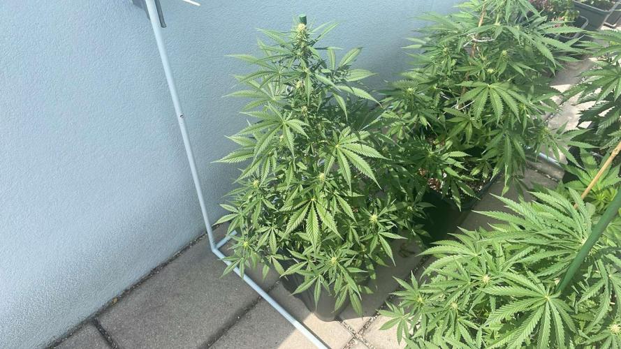 Candy Apples Auto - Outdoor 26. Week 8