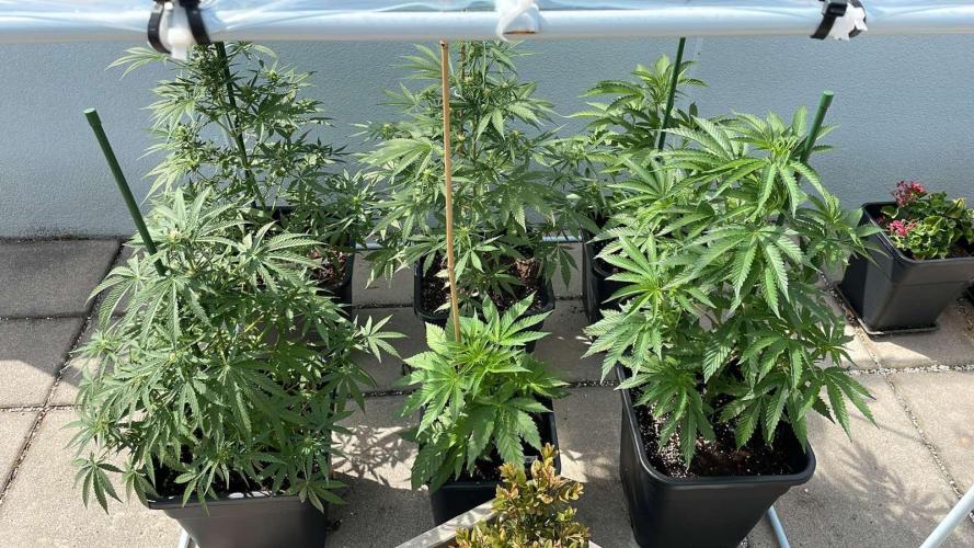 Candy Apples Auto - Outdoor 26. Week 8