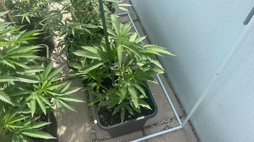 Zoap - Outdoor 26. Week 6