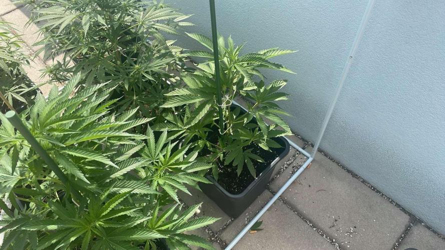Zoap - Outdoor 26. Week 6