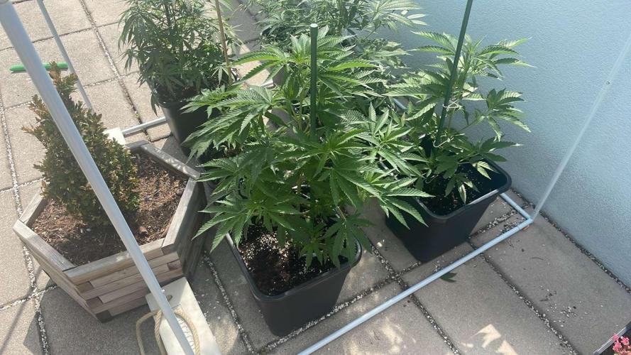 Cereal Milk - Outdoor 26. Week 7