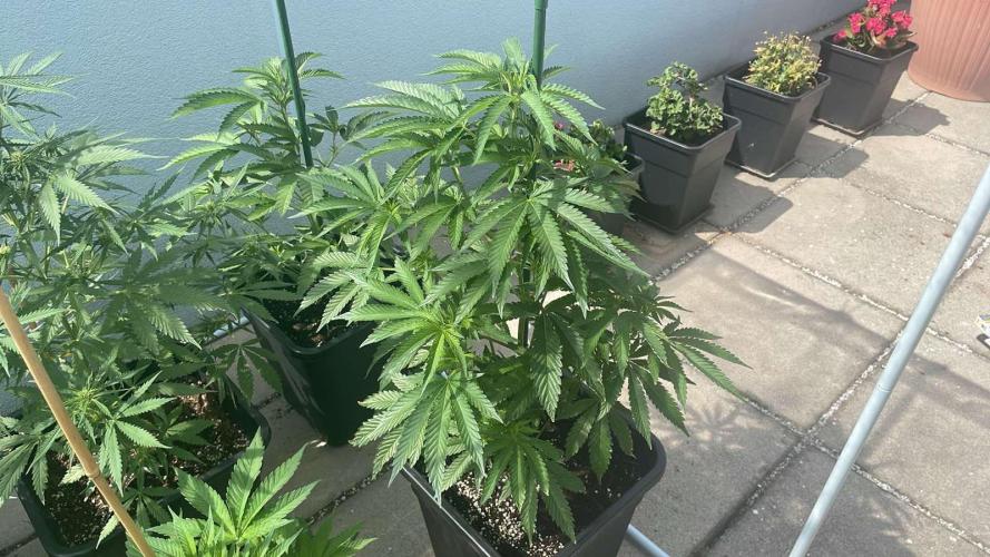 Cereal Milk - Outdoor 26. Week 7