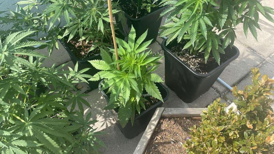 Blue Zushi - Outdoor 26. Week 5