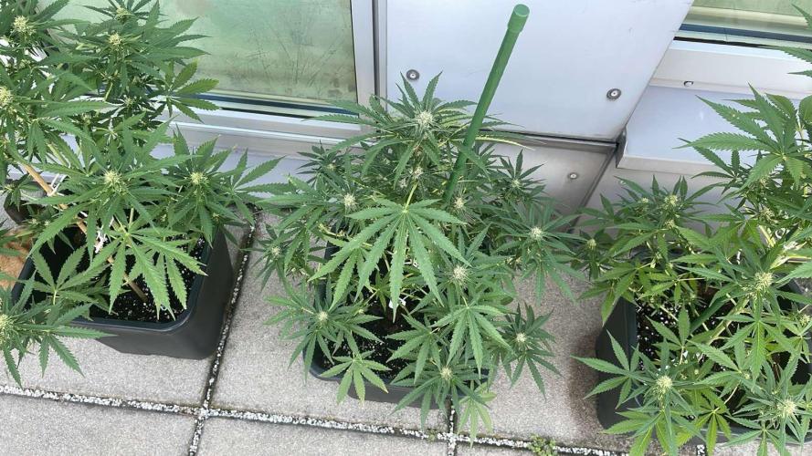 Super Boof XL Auto - Outdoor 26. Week 9