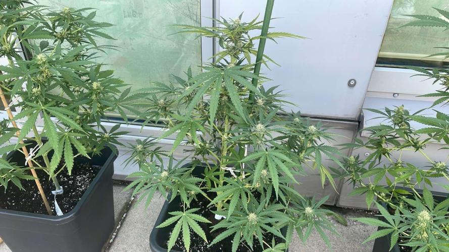 Super Boof XL Auto - Outdoor 26. Week 9