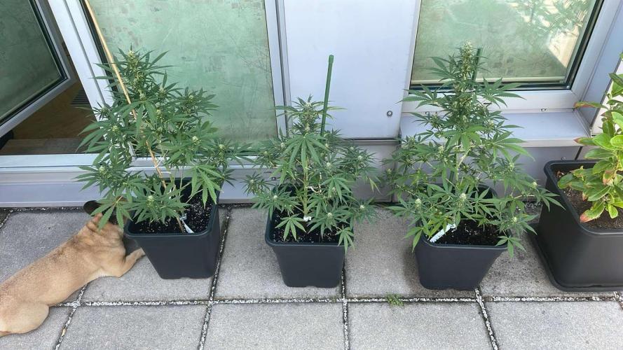 Super Boof XL Auto - Outdoor 26. Week 9