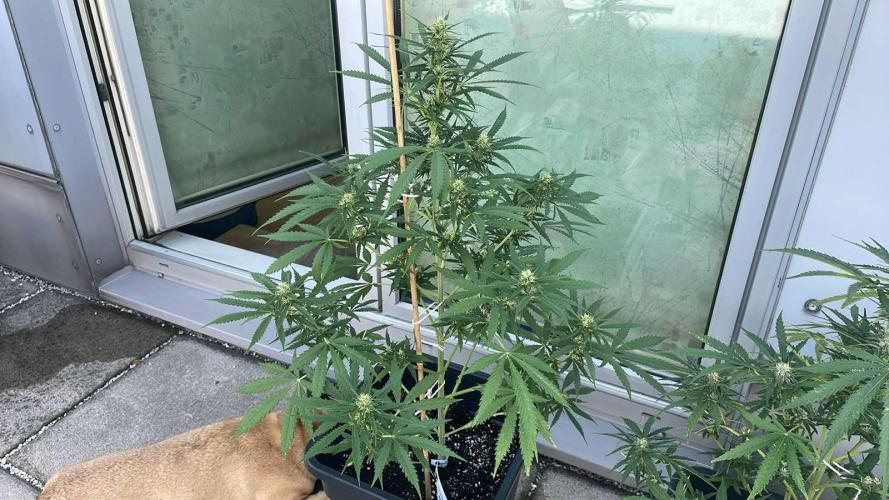 Permanent Marker XL Auto #2 - Outdoor 26. Week 9