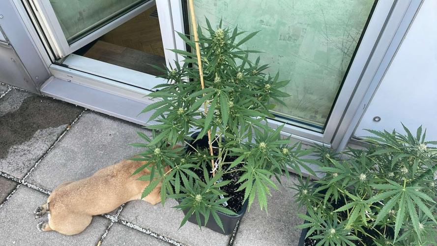 Permanent Marker XL Auto #2 - Outdoor 26. Week 9