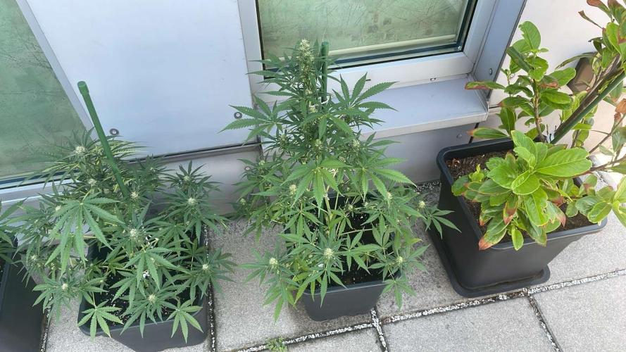 Candy Apples Auto - Outdoor 26. Week 9