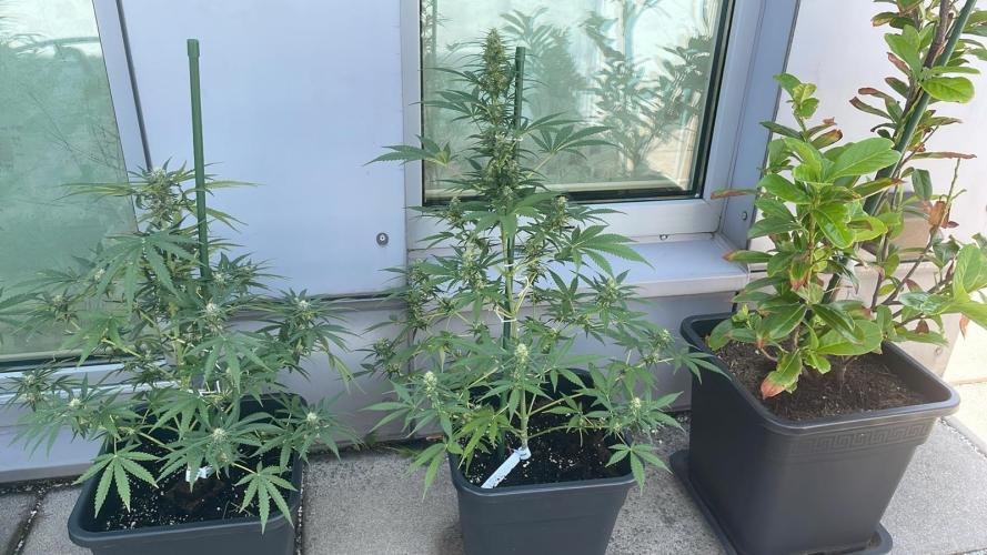 Candy Apples Auto - Outdoor 26. Week 9
