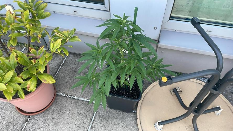 Zoap. Week 7