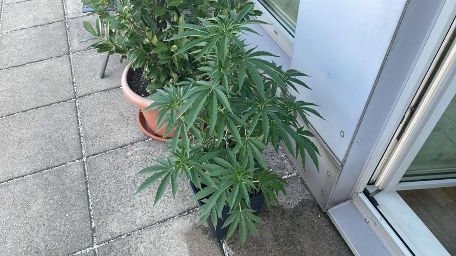 Cereal Milk - Outdoor 26. Week 8