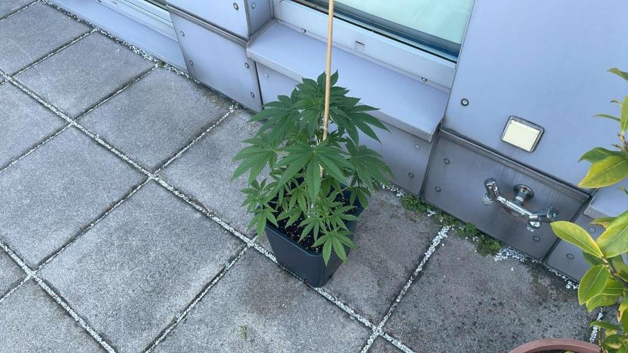 Blue Zushi - Outdoor 26. Week 6