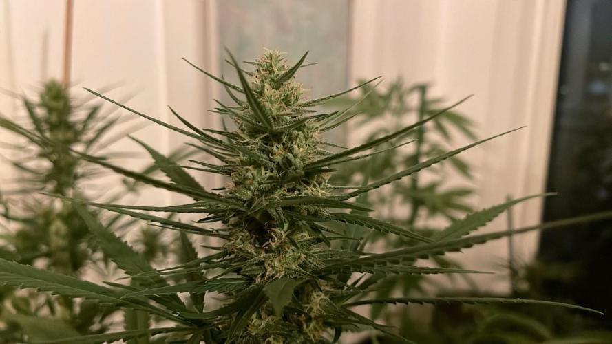 Candy Apples Auto - Outdoor 26. Week 10