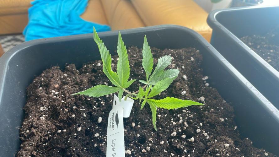 Super Boof. Week 2