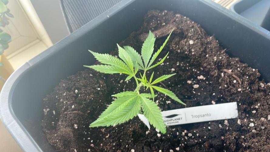 Tropsanto. Week 2