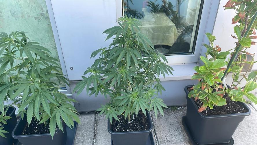 Growmix. Week 9