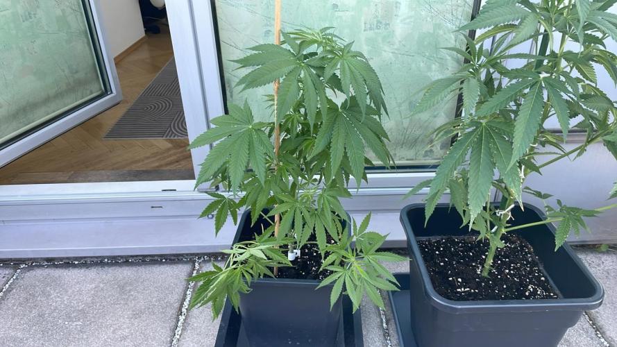 Blue Zushi. Week 7