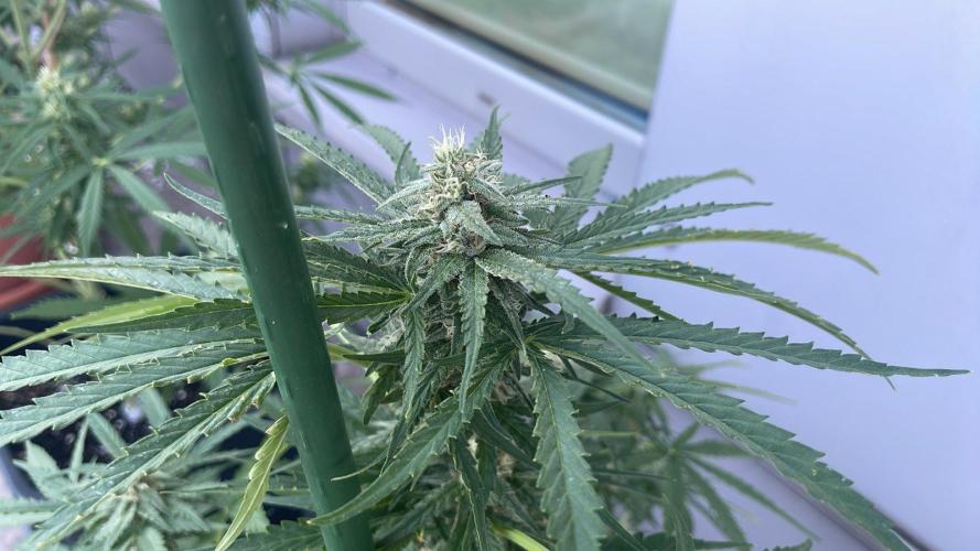 Super Boof XL Auto - Outdoor 26. Week 10