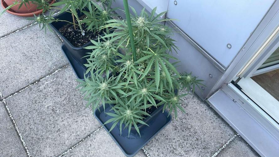 Super Boof XL Auto - Outdoor 26. Week 10