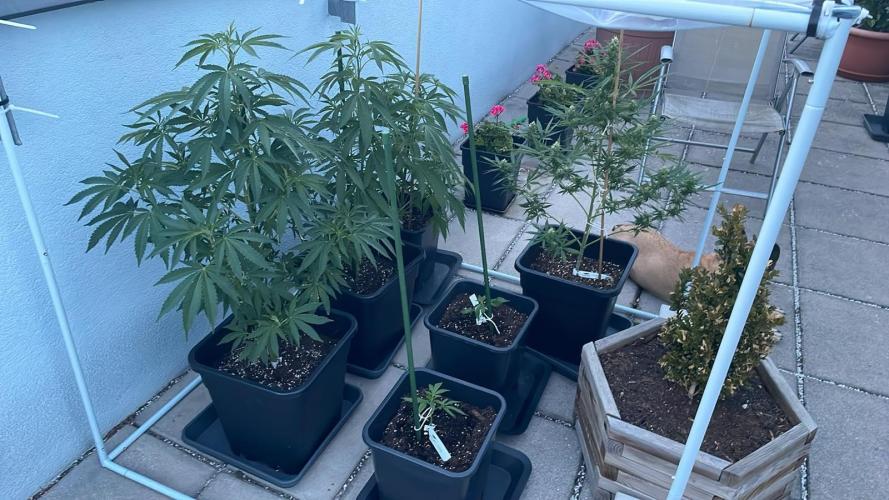 Zoap. Week 8